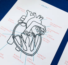 Load image into Gallery viewer, Heart anatomy Spanish