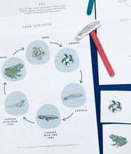 Load image into Gallery viewer, Frogs | Home education | study | Montessori | Waldorf | Learning resource