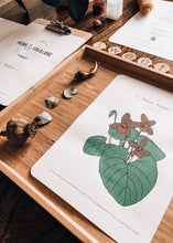 Load image into Gallery viewer, Herb and Folklore March Sweet Violet