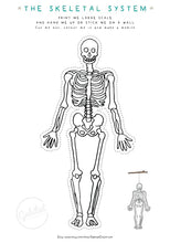 Load image into Gallery viewer, Anatomy bundle