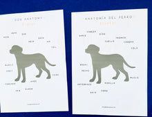 Load image into Gallery viewer, Spanish and English Dog anatomy | reproductive system