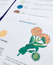 Load image into Gallery viewer, Galls and Plant Dyes study unit | Home education printable
