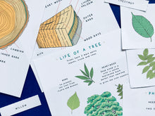 Load image into Gallery viewer, Summer Tree study