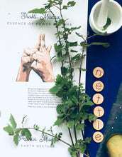 Load image into Gallery viewer, Nurture + Nature January Connect Nettle