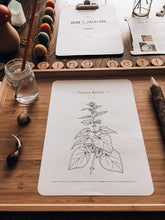 Load image into Gallery viewer, Herb and Folklore April Stinging Nettle