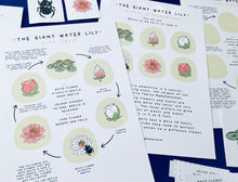Load image into Gallery viewer, Giant Water Lily study