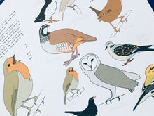 Load image into Gallery viewer, British Birds nomenclature | anatomy | home education