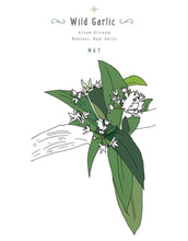 Load image into Gallery viewer, Herb and Folklore May Wild Garlic