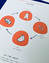 Load image into Gallery viewer, Moth anatomy and lifecycle unit