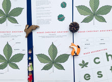 Load image into Gallery viewer, Autumn Tree study unit