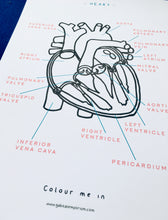 Load image into Gallery viewer, Heart anatomy Spanish