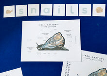 Load image into Gallery viewer, Snails and Fibonacci Home education learning resource