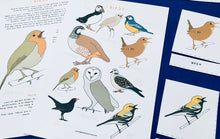 Load image into Gallery viewer, British Birds nomenclature | anatomy | home education