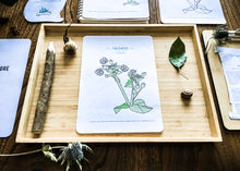 Load image into Gallery viewer, Herb and Folklore January Chickweed