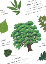 Load image into Gallery viewer, Summer Tree study