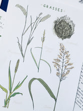 Load image into Gallery viewer, Grass anatomy and germination study unit