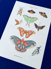 Load image into Gallery viewer, Moth anatomy and lifecycle unit