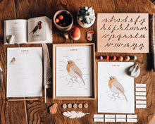 Load image into Gallery viewer, Robin anatomy