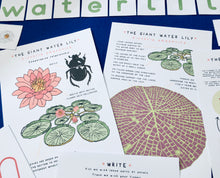 Load image into Gallery viewer, Giant Water Lily study