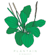 Load image into Gallery viewer, Nurture + Nature December Connect Plantain