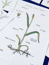 Load image into Gallery viewer, Grass anatomy and germination study unit