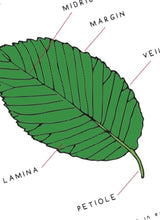 Load image into Gallery viewer, Summer Tree study