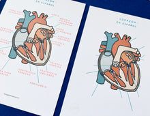 Load image into Gallery viewer, Heart anatomy Spanish