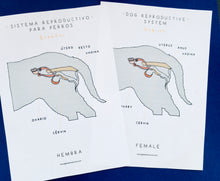 Load image into Gallery viewer, Spanish and English Dog anatomy | reproductive system