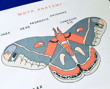 Load image into Gallery viewer, Moth anatomy and lifecycle unit