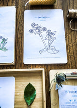 Load image into Gallery viewer, Herb and Folklore January Chickweed