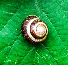 Load image into Gallery viewer, Snails and Fibonacci Home education learning resource
