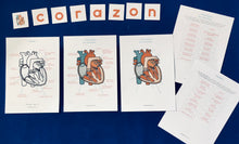 Load image into Gallery viewer, Heart anatomy Spanish