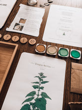 Load image into Gallery viewer, Herb and Folklore April Stinging Nettle