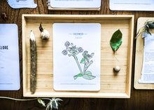 Load image into Gallery viewer, Herb and Folklore January Chickweed