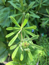 Load image into Gallery viewer, Nurture + Nature June Connect Cleavers