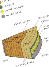 Load image into Gallery viewer, Summer Tree study