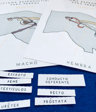Load image into Gallery viewer, Spanish and English Dog anatomy | reproductive system