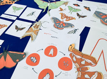 Load image into Gallery viewer, Moth anatomy and lifecycle unit