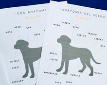 Load image into Gallery viewer, Spanish and English Dog anatomy | reproductive system