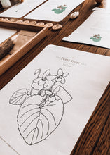 Load image into Gallery viewer, Herb and Folklore March Sweet Violet