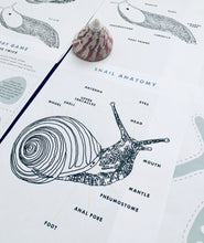 Load image into Gallery viewer, Slugs vs Snails study unit | Home education printable