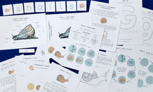 Load image into Gallery viewer, Snails and Fibonacci Home education learning resource