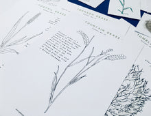 Load image into Gallery viewer, Grass anatomy and germination study unit