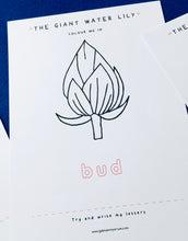 Load image into Gallery viewer, Giant Water Lily study