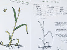 Load image into Gallery viewer, Grass anatomy and germination study unit