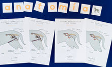 Load image into Gallery viewer, Spanish and English Dog anatomy | reproductive system