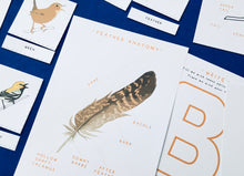 Load image into Gallery viewer, British Birds nomenclature | anatomy | home education