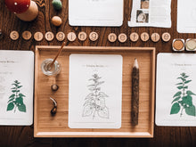 Load image into Gallery viewer, Herb and Folklore April Stinging Nettle