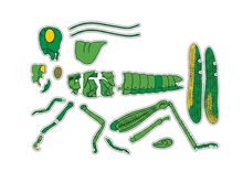 Load image into Gallery viewer, Grasshopper printable
