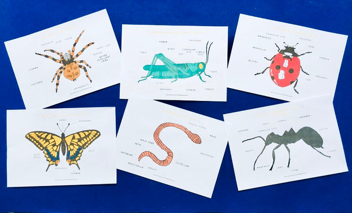 Minibeasts Anatomy Poster